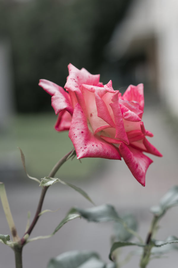 Taif Rose